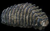 Awesome Southern Mammoth Molar #35933-1